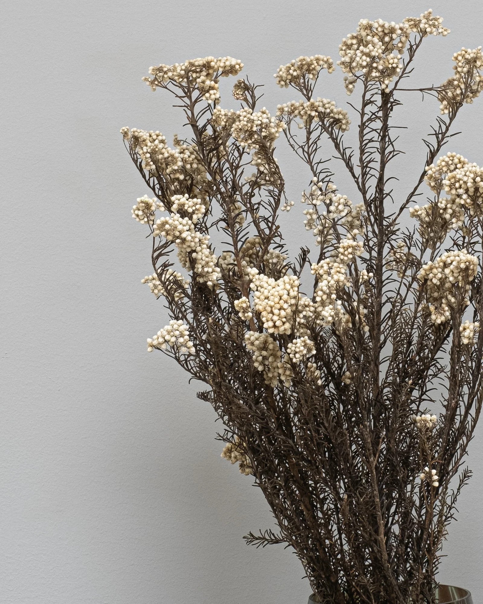 Diosmi Naturell som vasdekoration för hem och inredning i vit