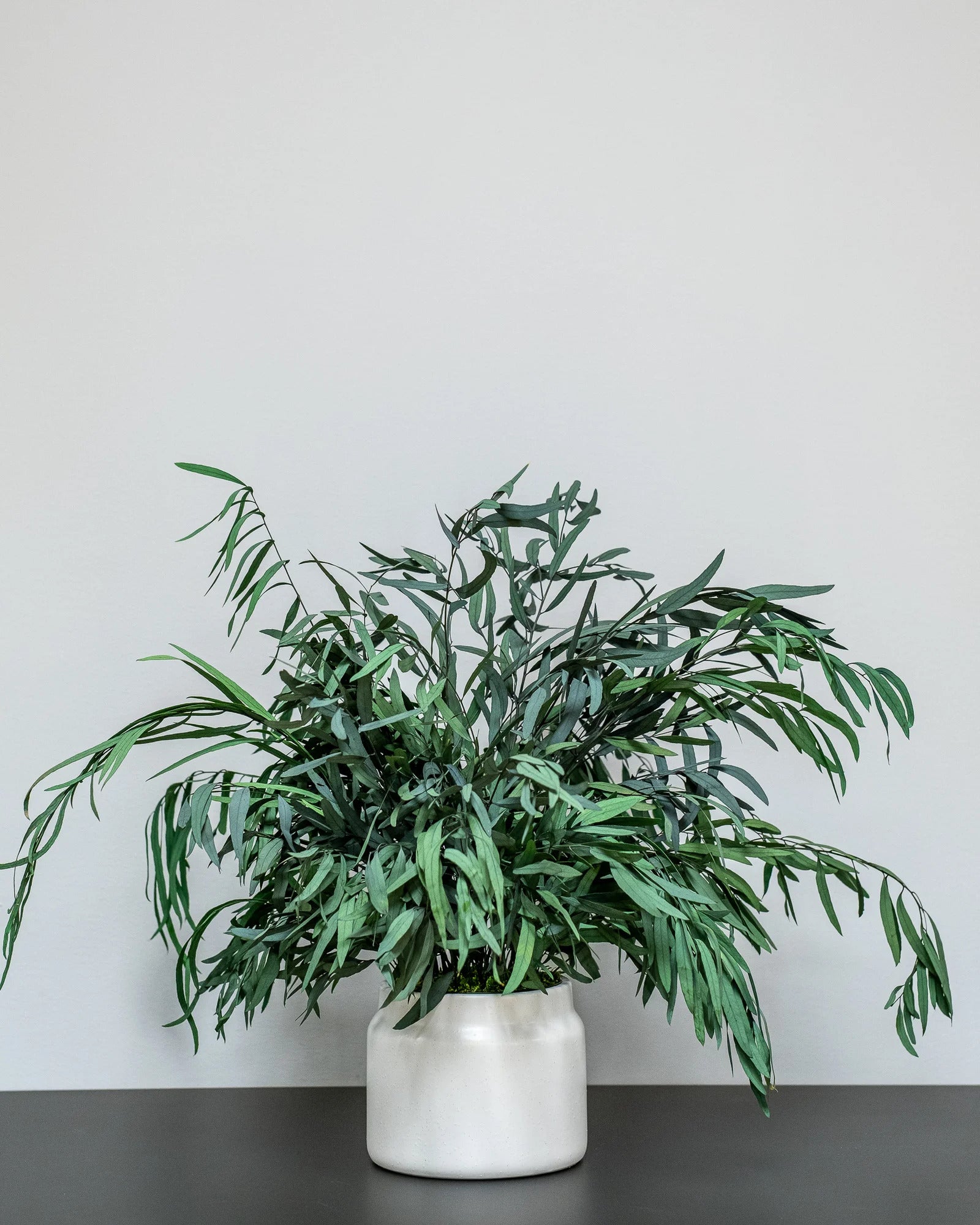 Konserverad Eucalyptus Nicoli krukväxt i färgvariant grön och röd