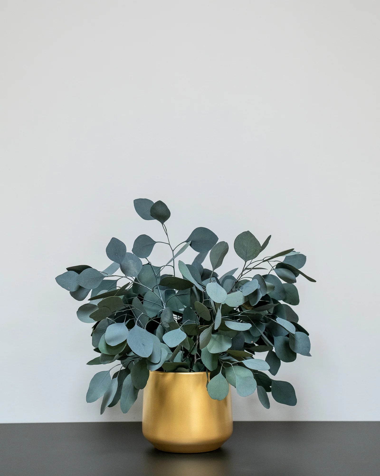 Konserverad Eucalyptus Populus krukväxt i röd variant