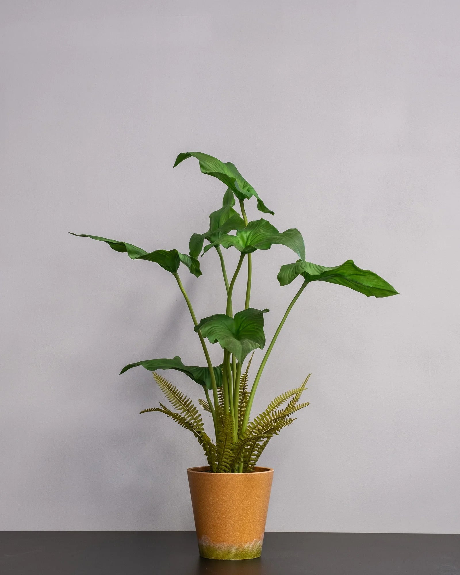 Konstgjord Alocasia cucullata krukväxt – 75 cm – konstgjord växt från Forever Flora