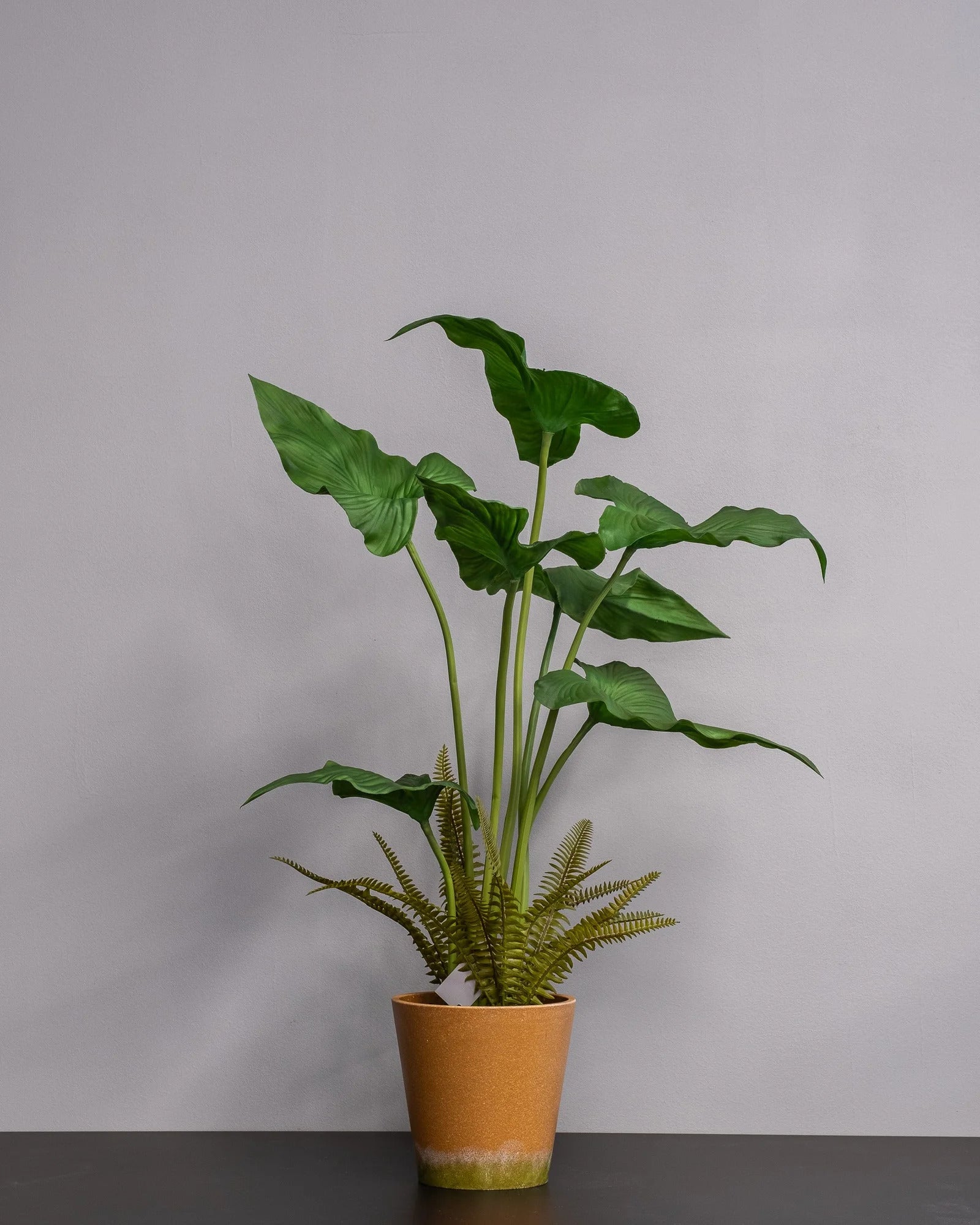 Närbild på detaljerna i Konstgjord Alocasia cucullata krukväxt – 75 cm
