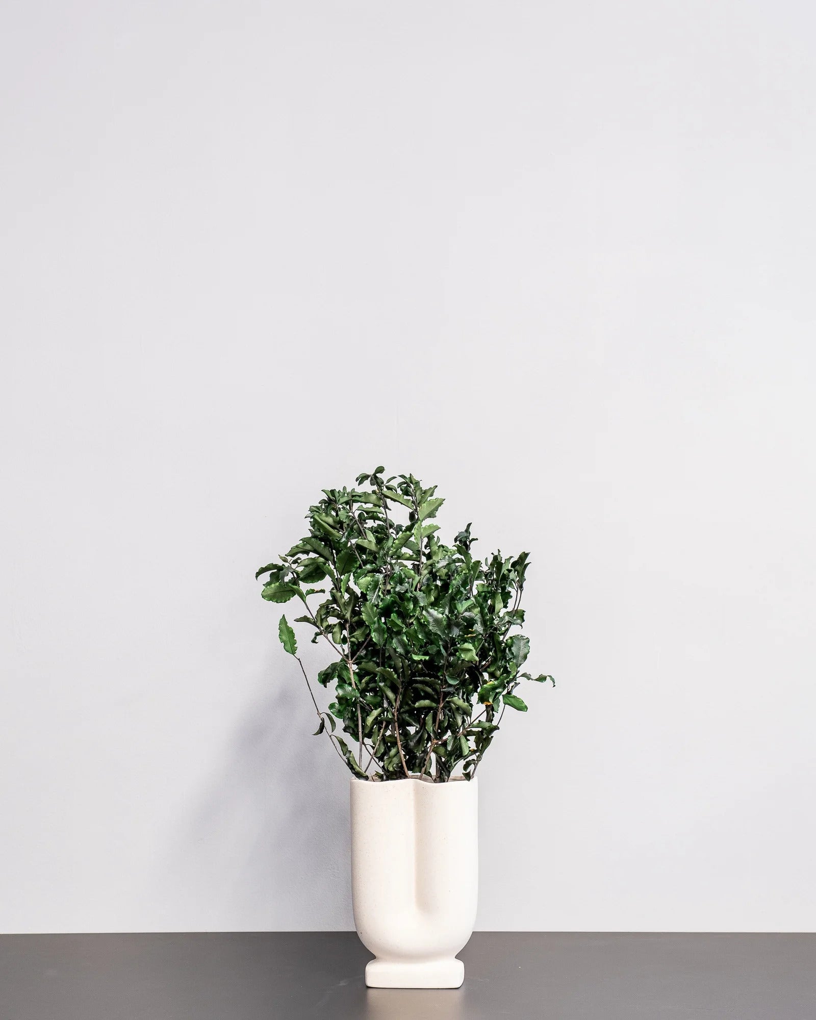 Närbild på detaljerna i Pittosporum