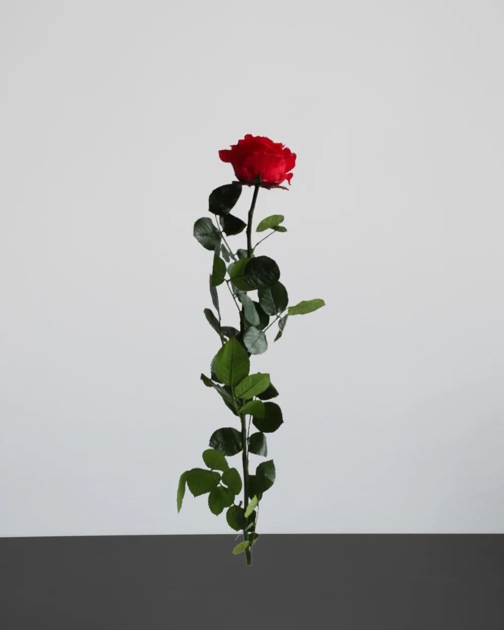 Singel Evighetsros 60 cm som dekorativ produkt från Forever Flora