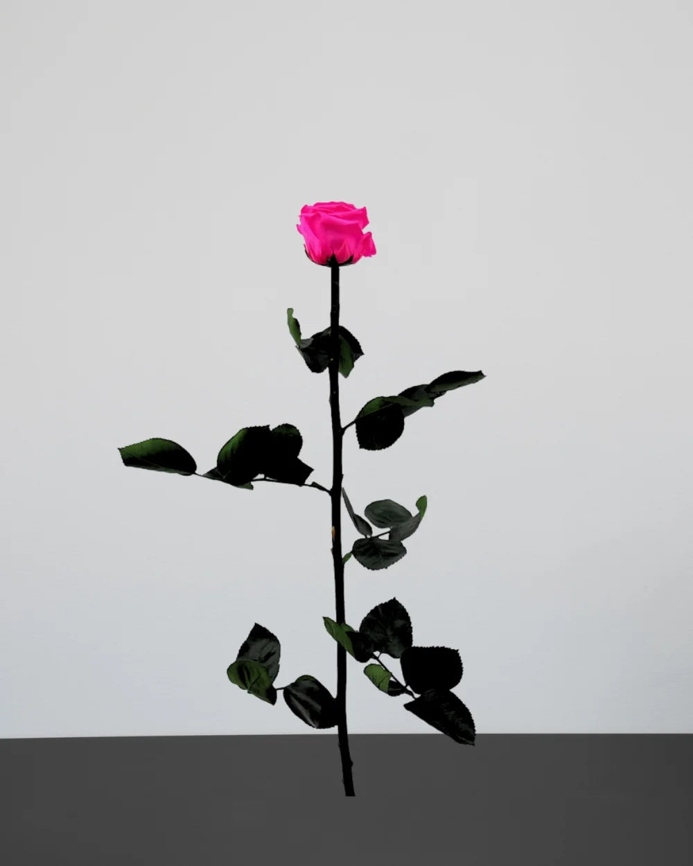 Evighetsros med stjälk i Singel Evighetsros 60 cm