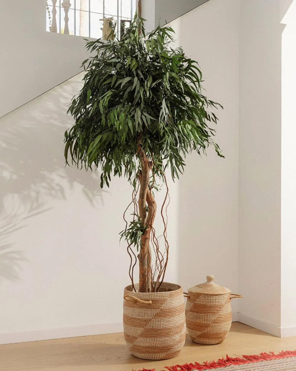 Detaljer i Pilträd Willow som konserverat träd