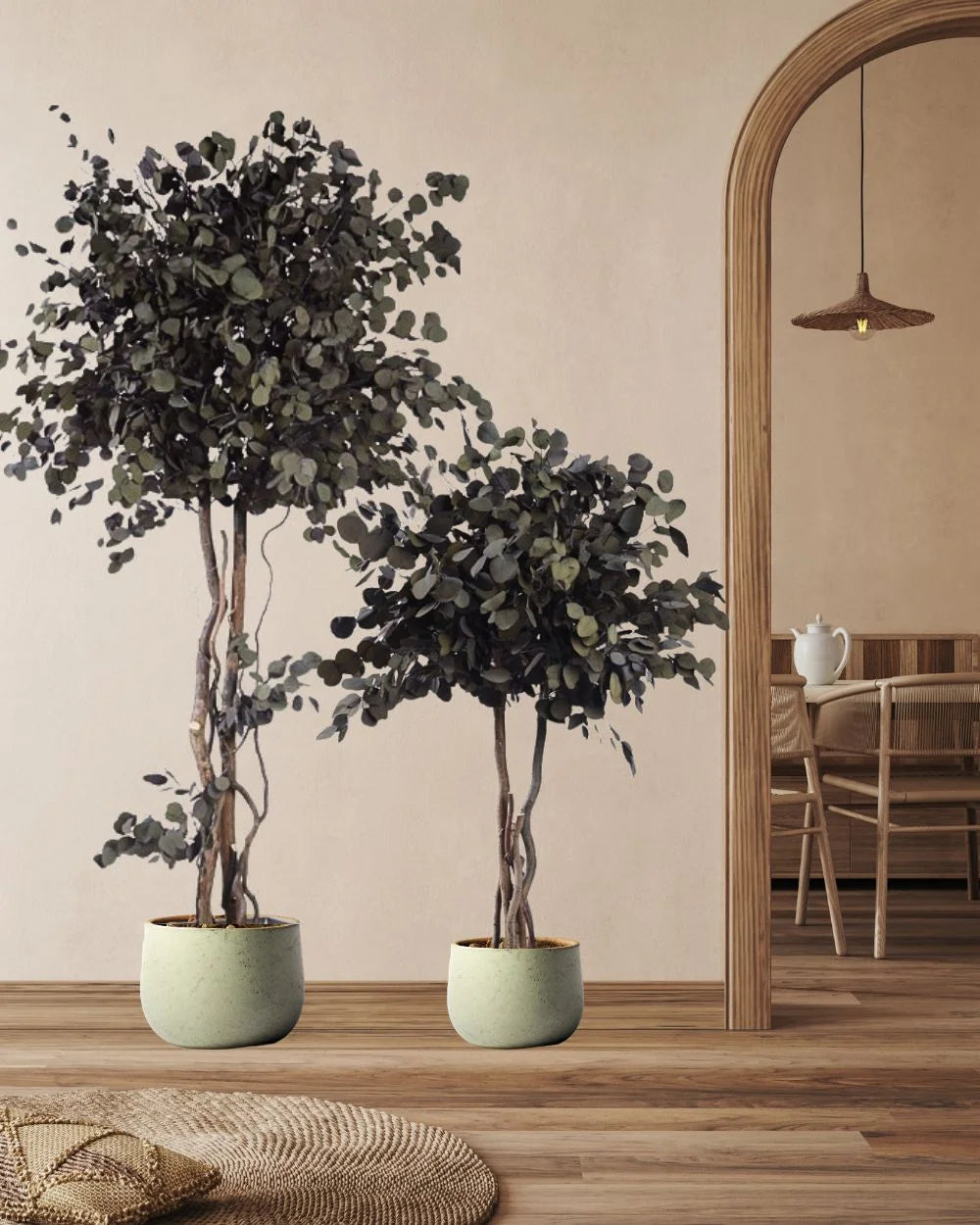 Konserverat Eucalyptus Populus Krona träd 130 till 240 cm