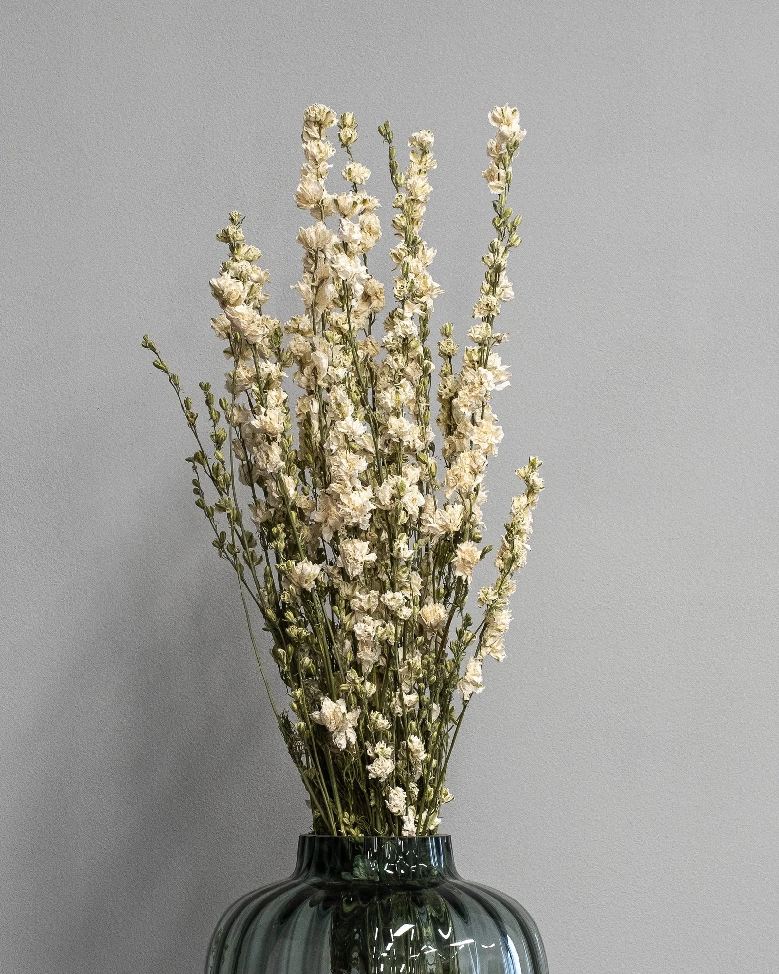 Torkade Delphinium – Riddarsporre som dekorativ produkt från Forever Flora