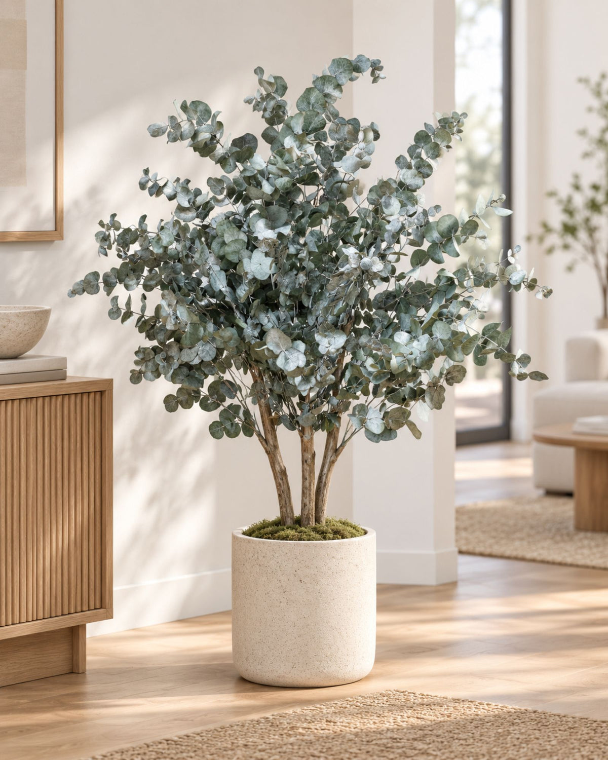 Säilötty Eucalyptus Cinerea -pensaspuu 80–110 cm