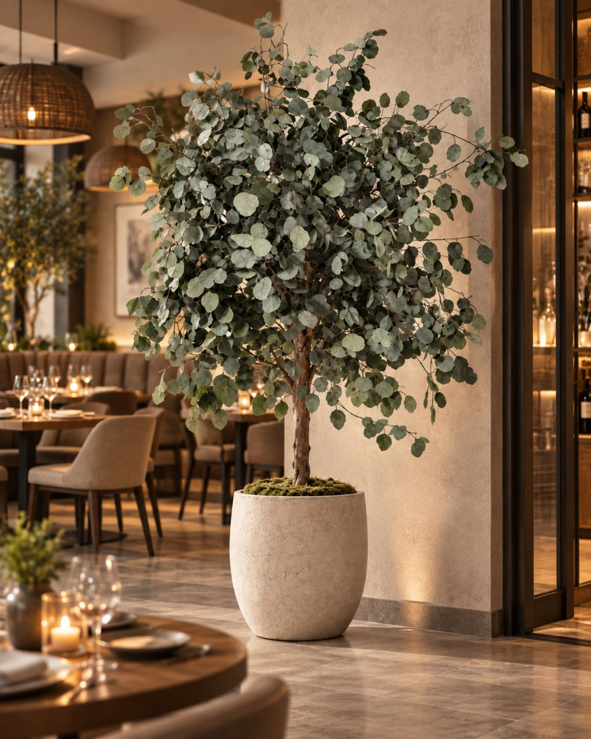 Preserved Eucalyptus Tree Nicoli – Full