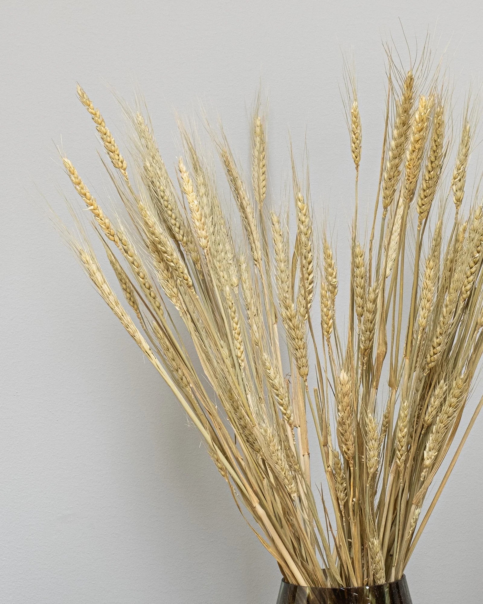 Torkat Triticum-vete i Svart skägg