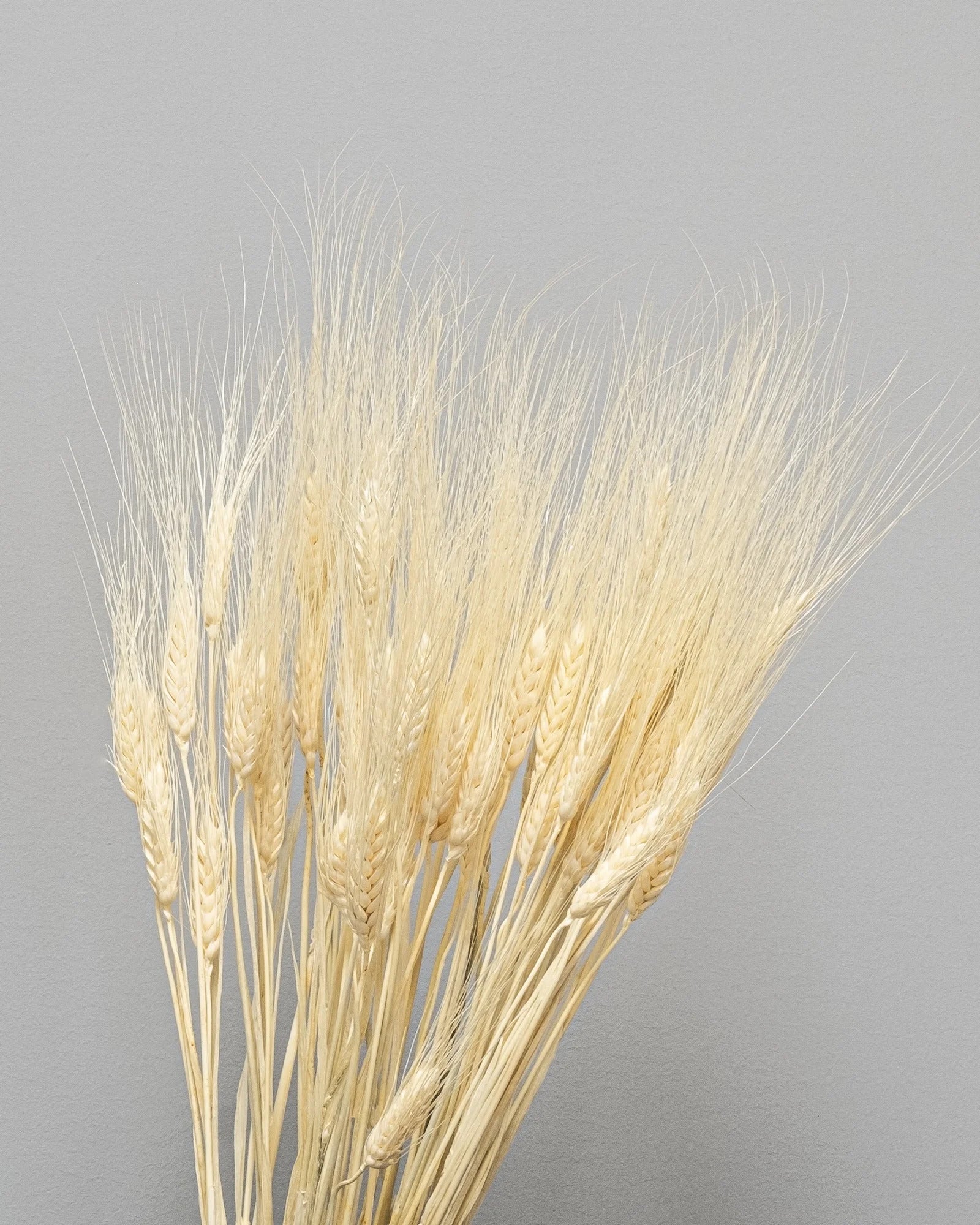 Torkat Triticum-vete i Vit