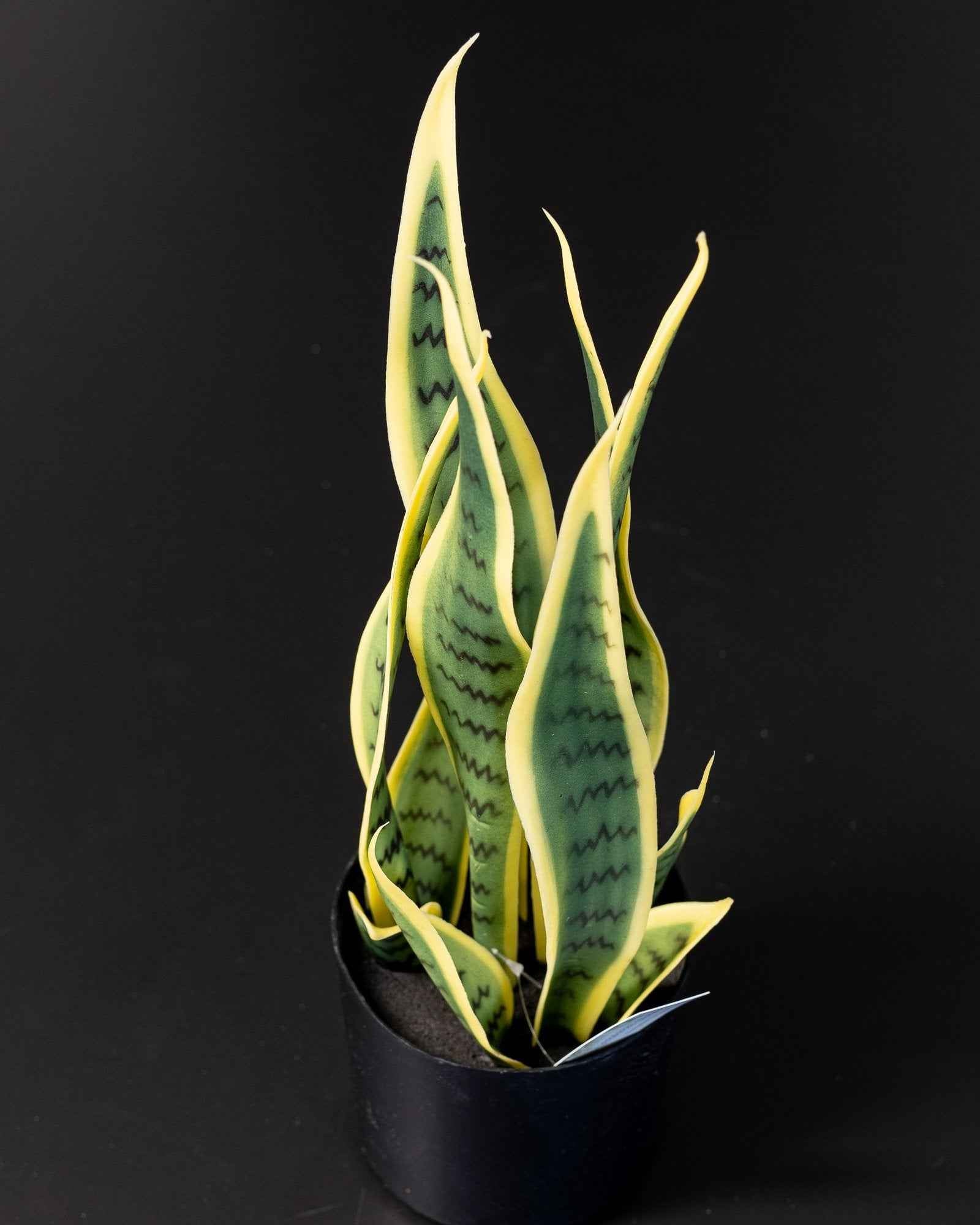 Konstgjord Sansevieria i melaminkruka – 40 cm
