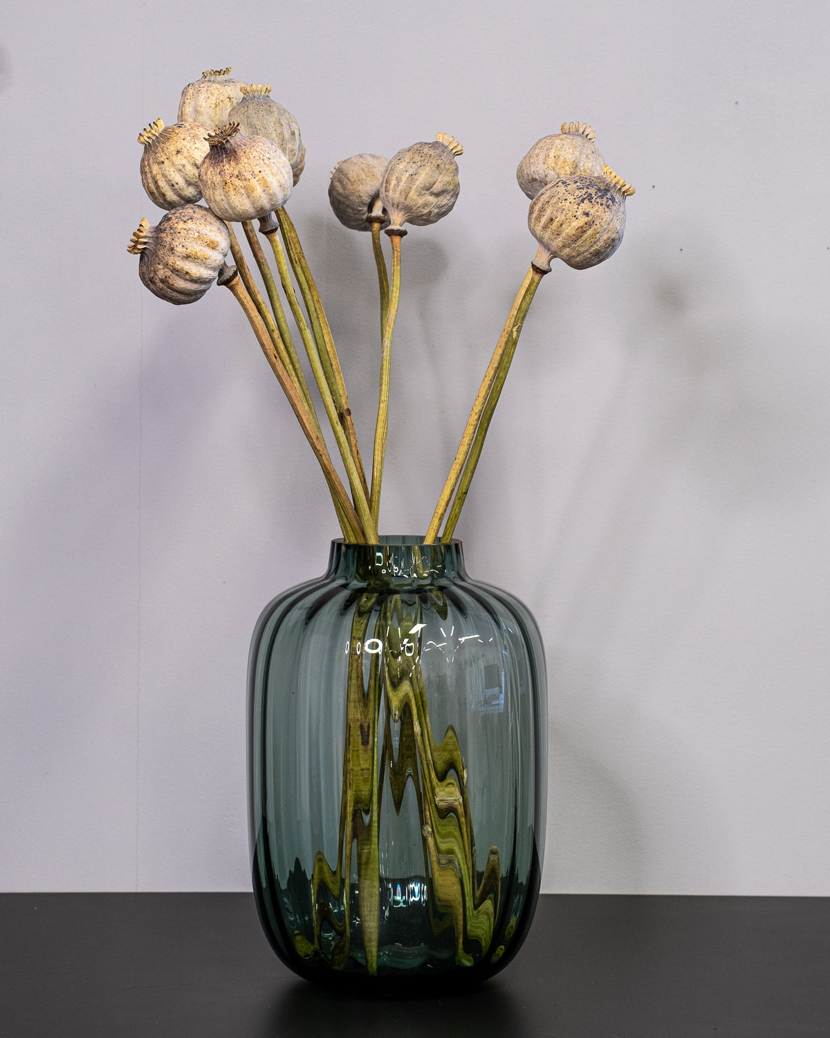 Dried Giant Poppy Pods, 10-Pack