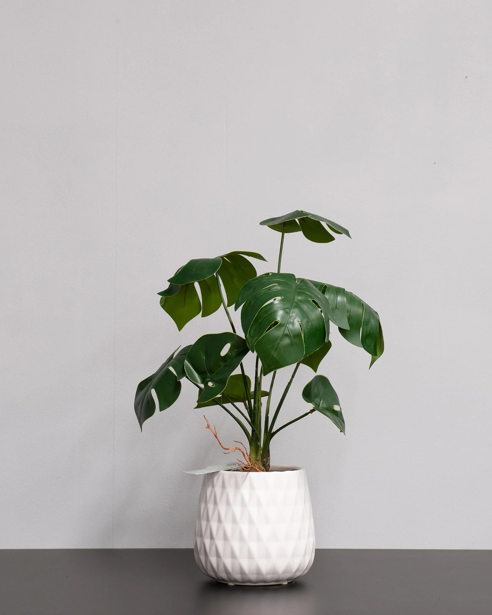 Konstgjord Monstera och Orkidé – Guide till de Populäraste Arterna