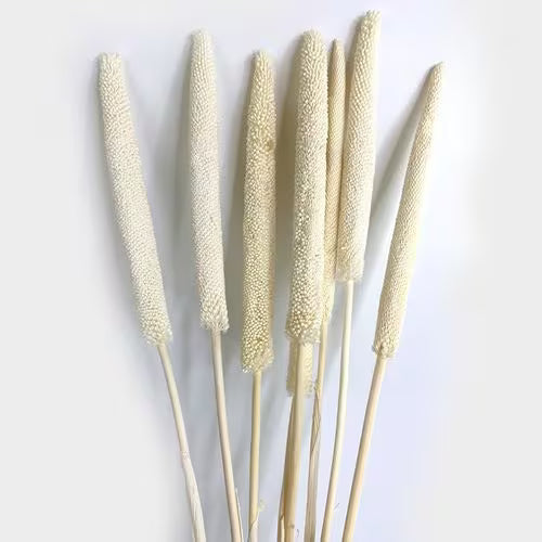 Babala - Kuivakukat