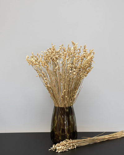 Närbild på torkade blommor i Briza