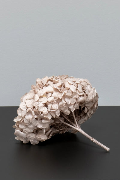 Premium Hortensia som dekorativ produkt från Forever Flora