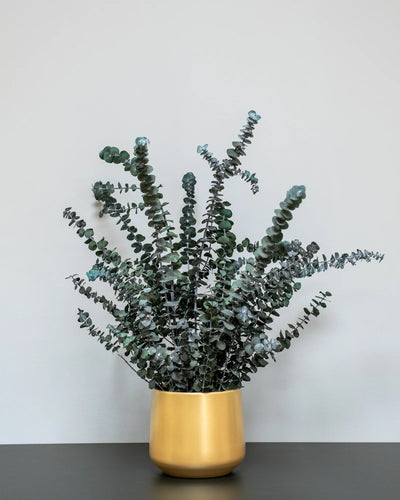 Konserverad Eucalyptus Baby Blue krukväxt – konserverad krukväxt från Forever Flora