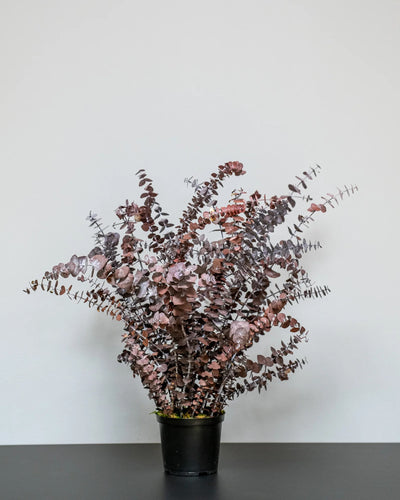Konserverad Eucalyptus Baby Blue krukväxt i färgvariant grön och röd
