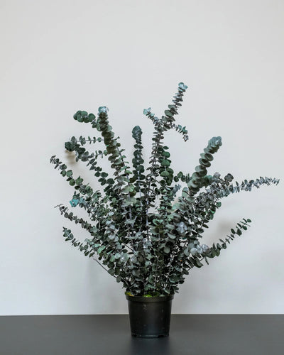 Konserverad Eucalyptus Baby Blue krukväxt med storleksvarianter 60 cm och 80 cm