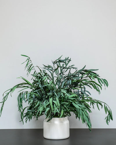 Konserverad Eucalyptus Nicoli krukväxt i färgvariant grön och röd