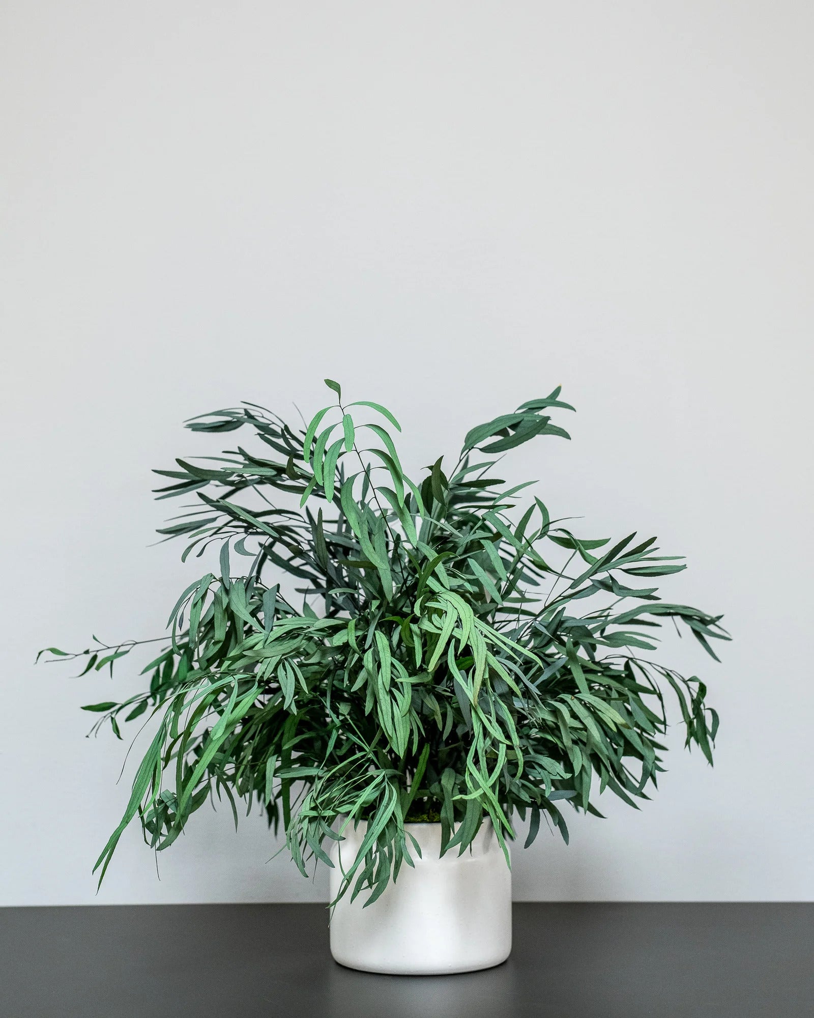 Konserverad Eucalyptus Nicoli krukväxt för styling av entré, kontor eller butik
