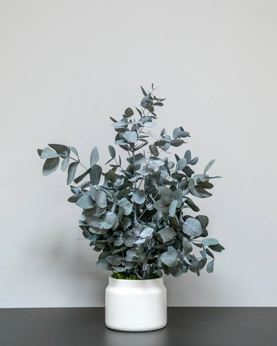 Dekorativ variant av Konserverad Eucalyptus Cinerea krukväxt