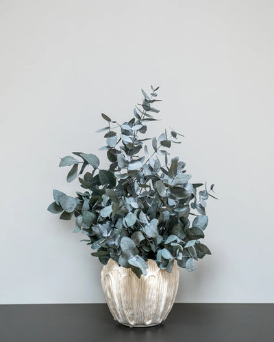 Konserverad Eucalyptus Cinerea krukväxt i färgvariant grön och röd