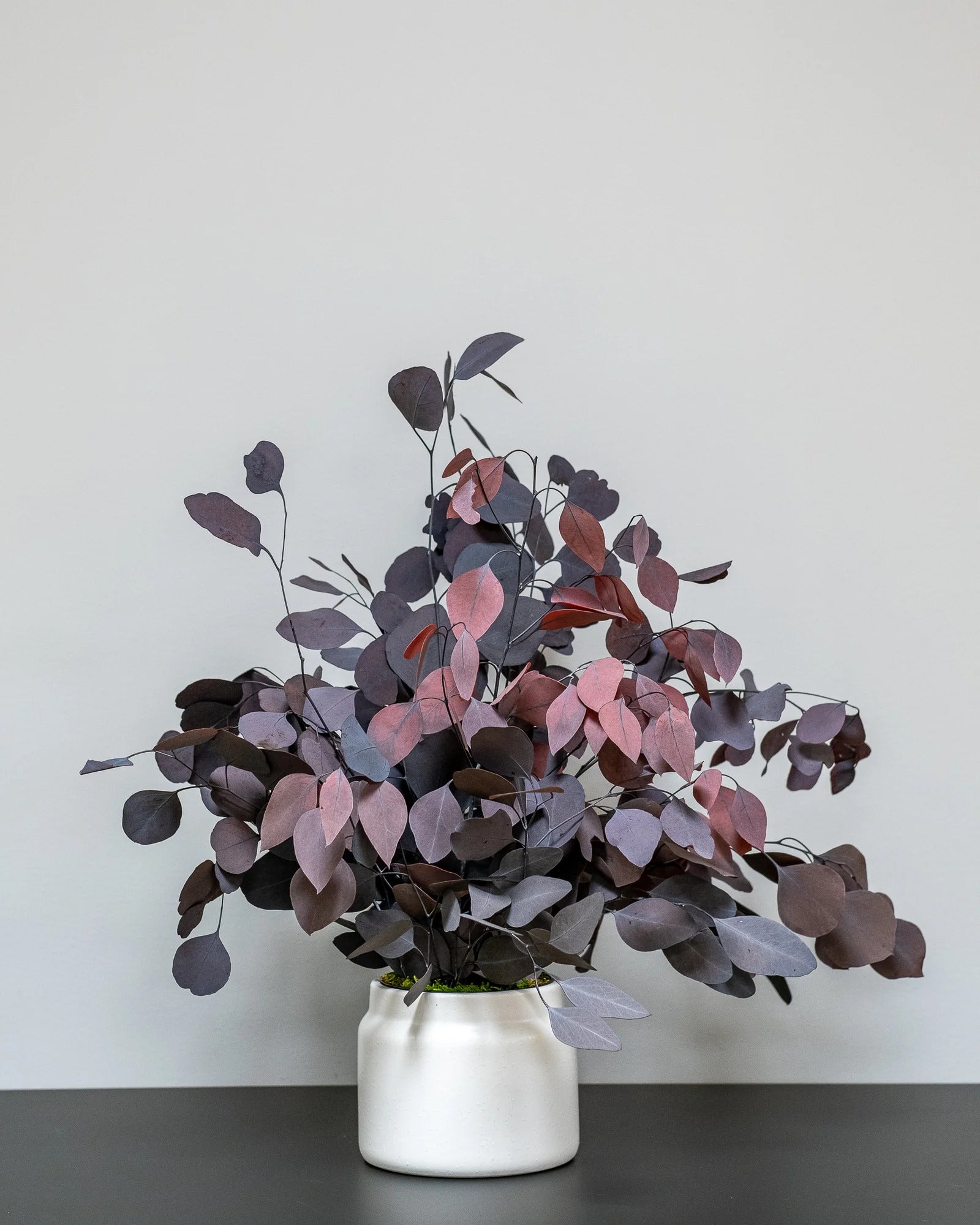Konserverad Eucalyptus Populus krukväxt i grön eller röd variant