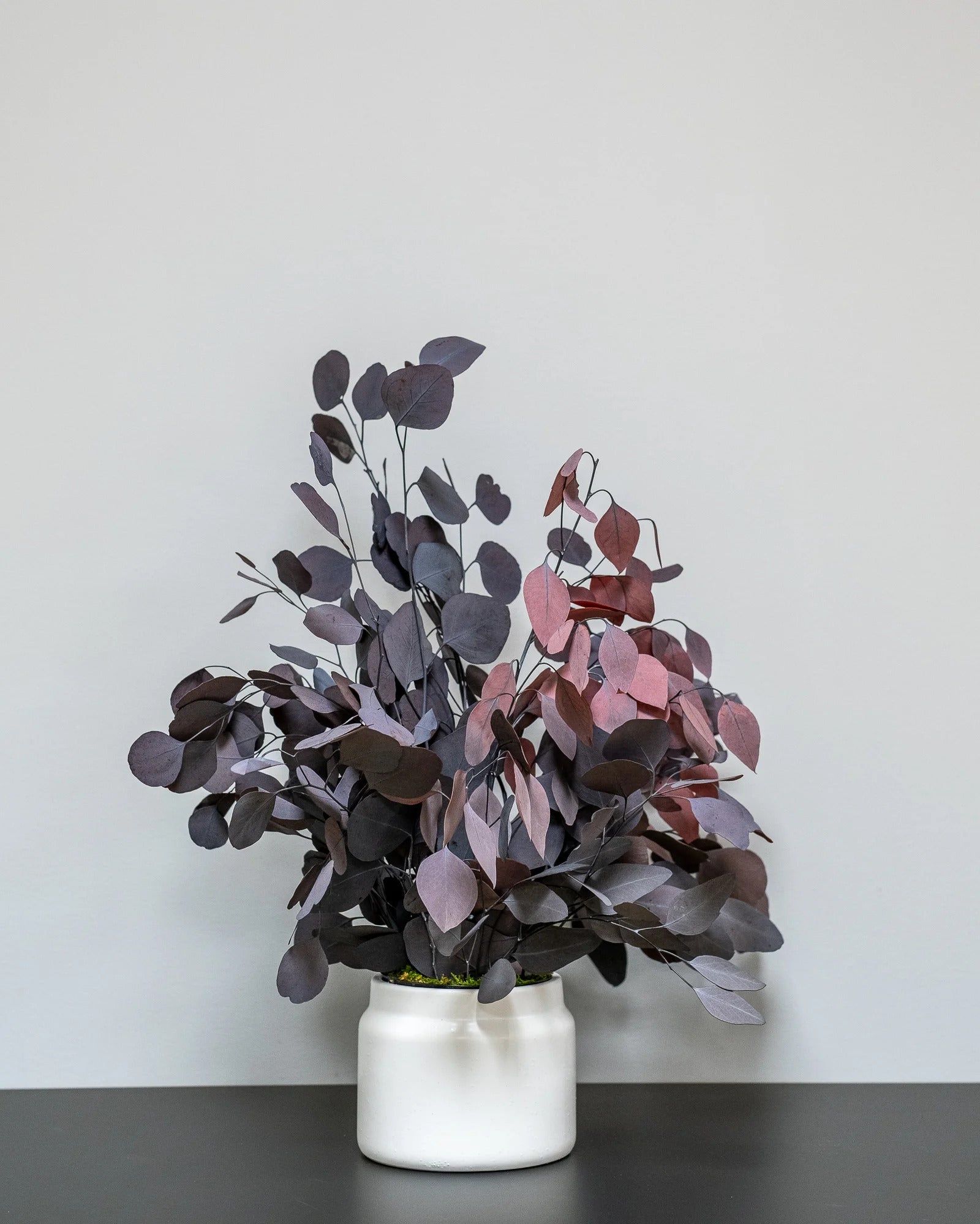 Konserverad Eucalyptus Populus krukväxt för styling av entré, kontor eller butik