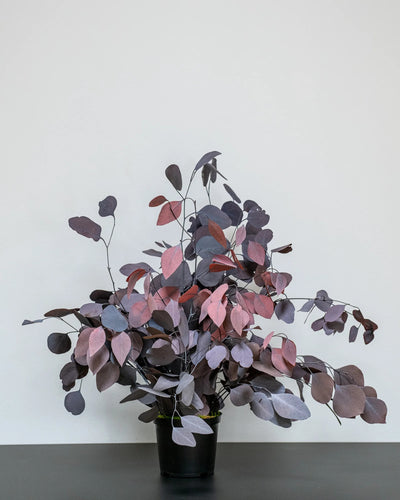 Detaljer i Eucalyptus Populus som konserverad krukväxt