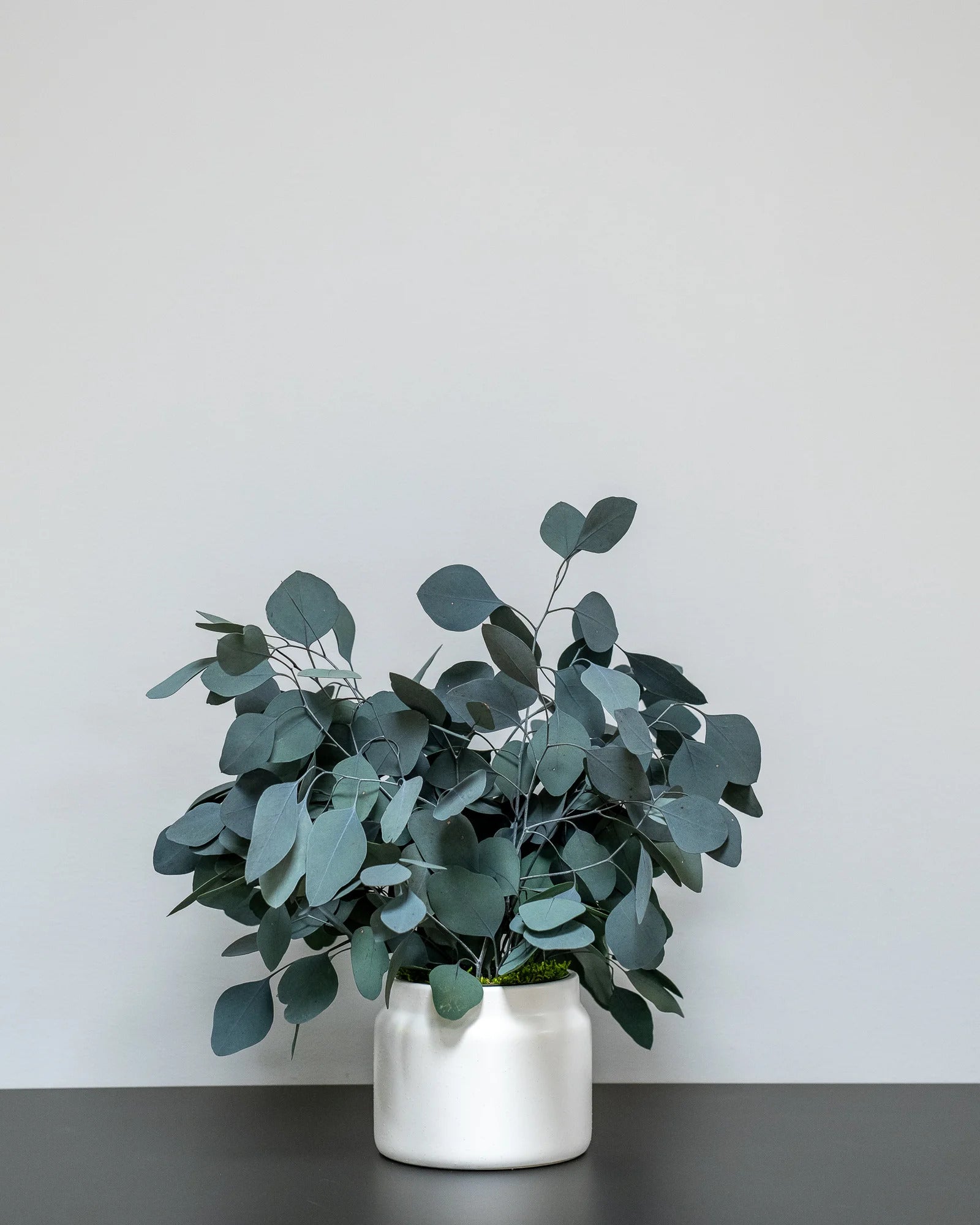 Konserverad Eucalyptus Populus krukväxt i produktvy för hem och kontor