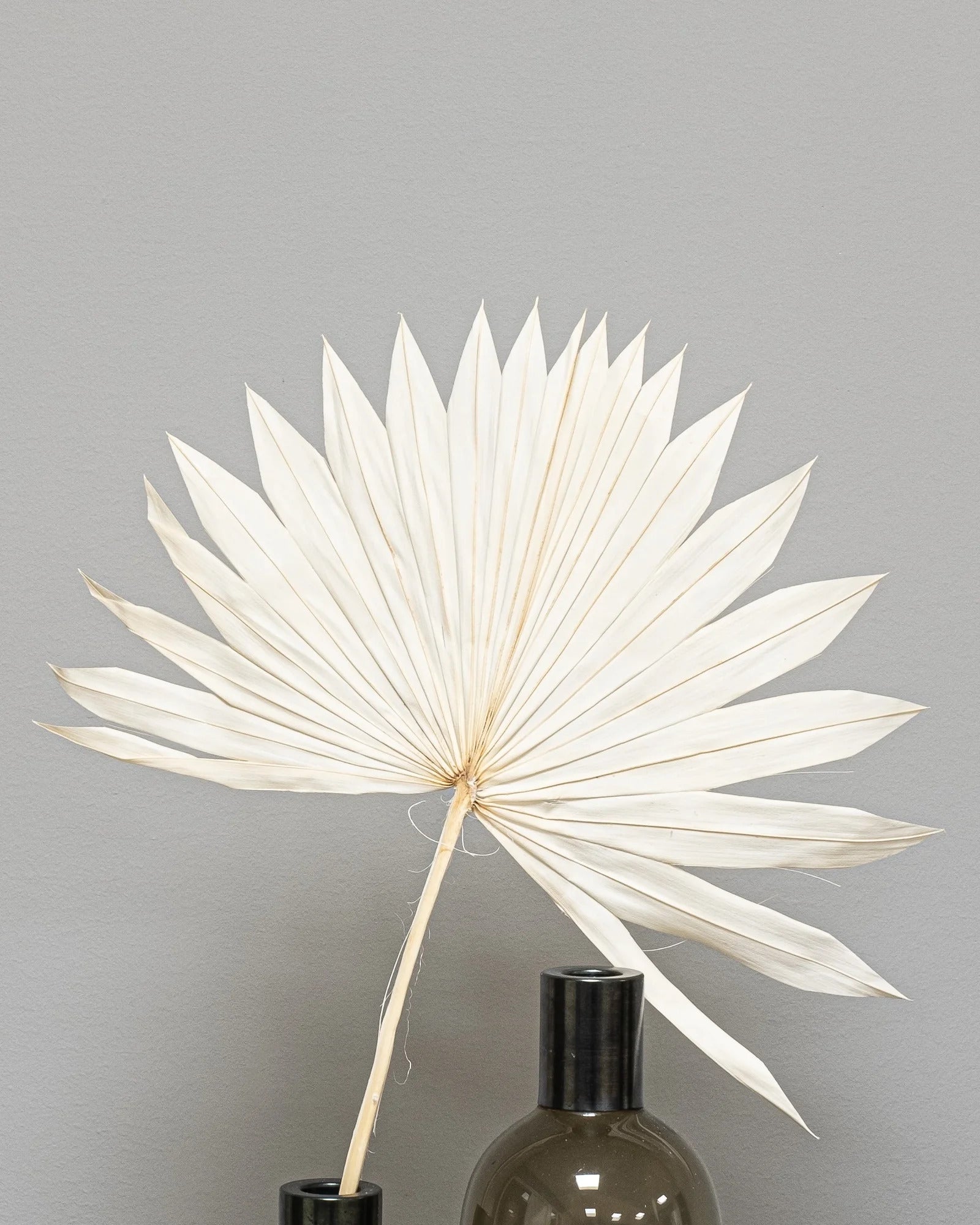 Palm 3 st. – torkade palmblad i Palm Spear Naturell