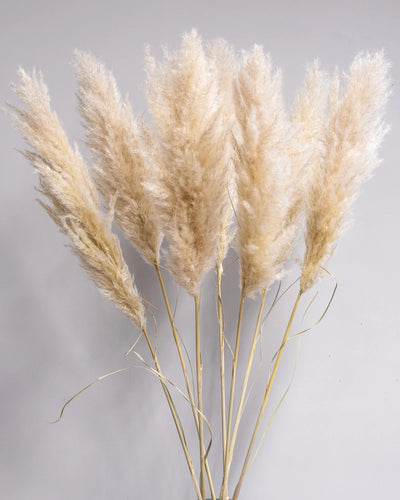 Fluffigt Pampasgräs Super 110–120 cm i Naturell