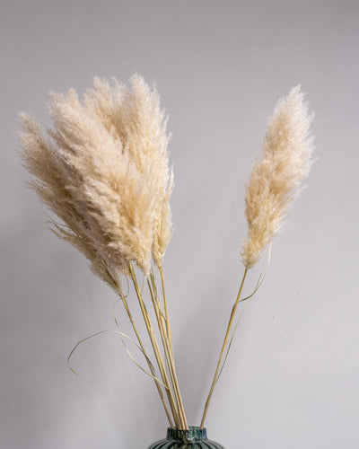 papmasgräs 110 cm-3