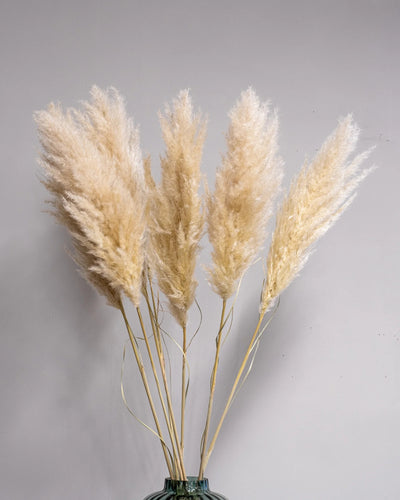 Fluffigt Pampasgräs Super 110–120 cm i Rosa