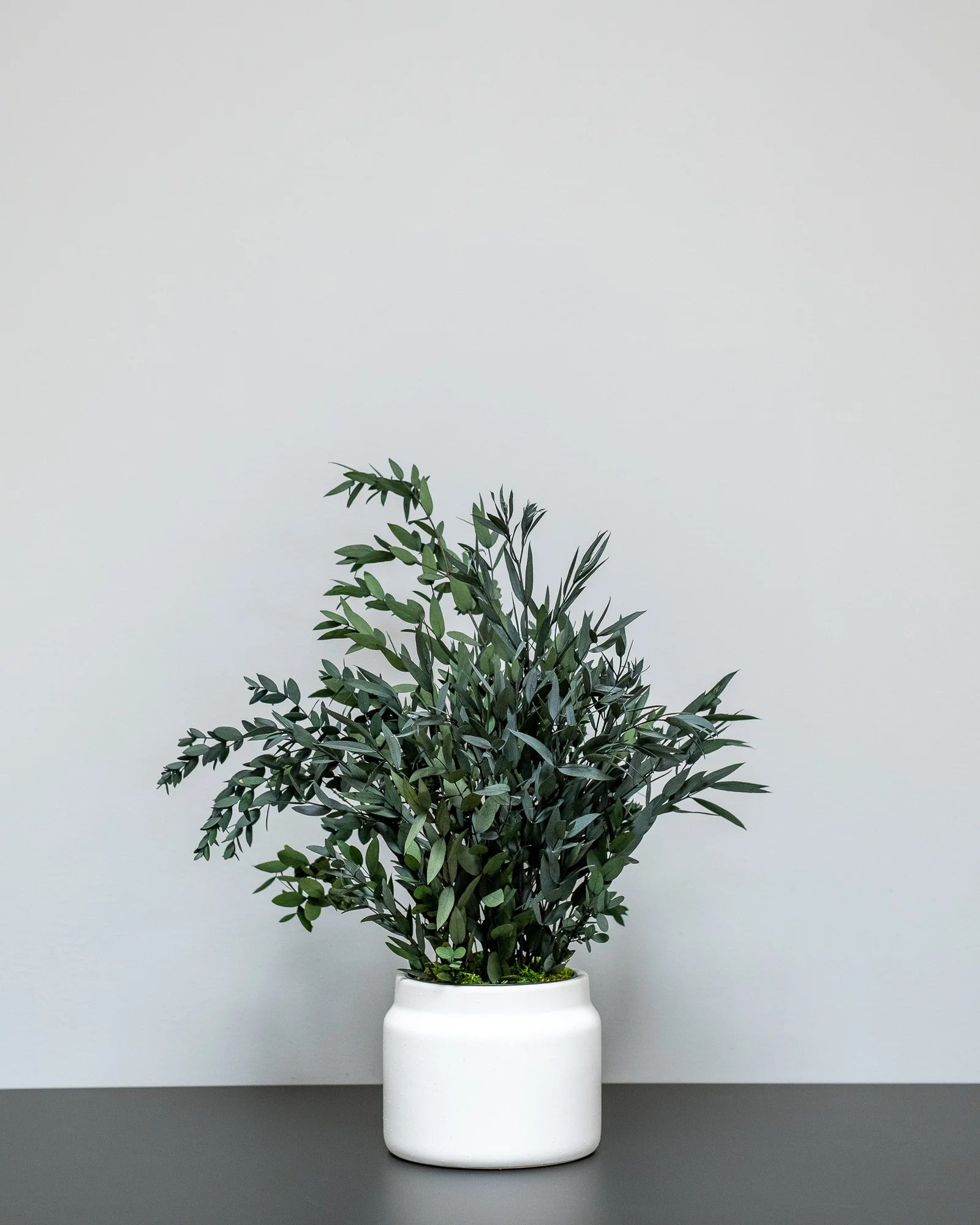 Detaljer i Eucalyptus Parvifolia krukväxt i grön eller röd variant