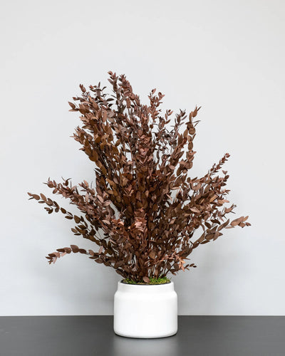 Konserverad Eucalyptus Parvifolia krukväxt i grön eller röd variant