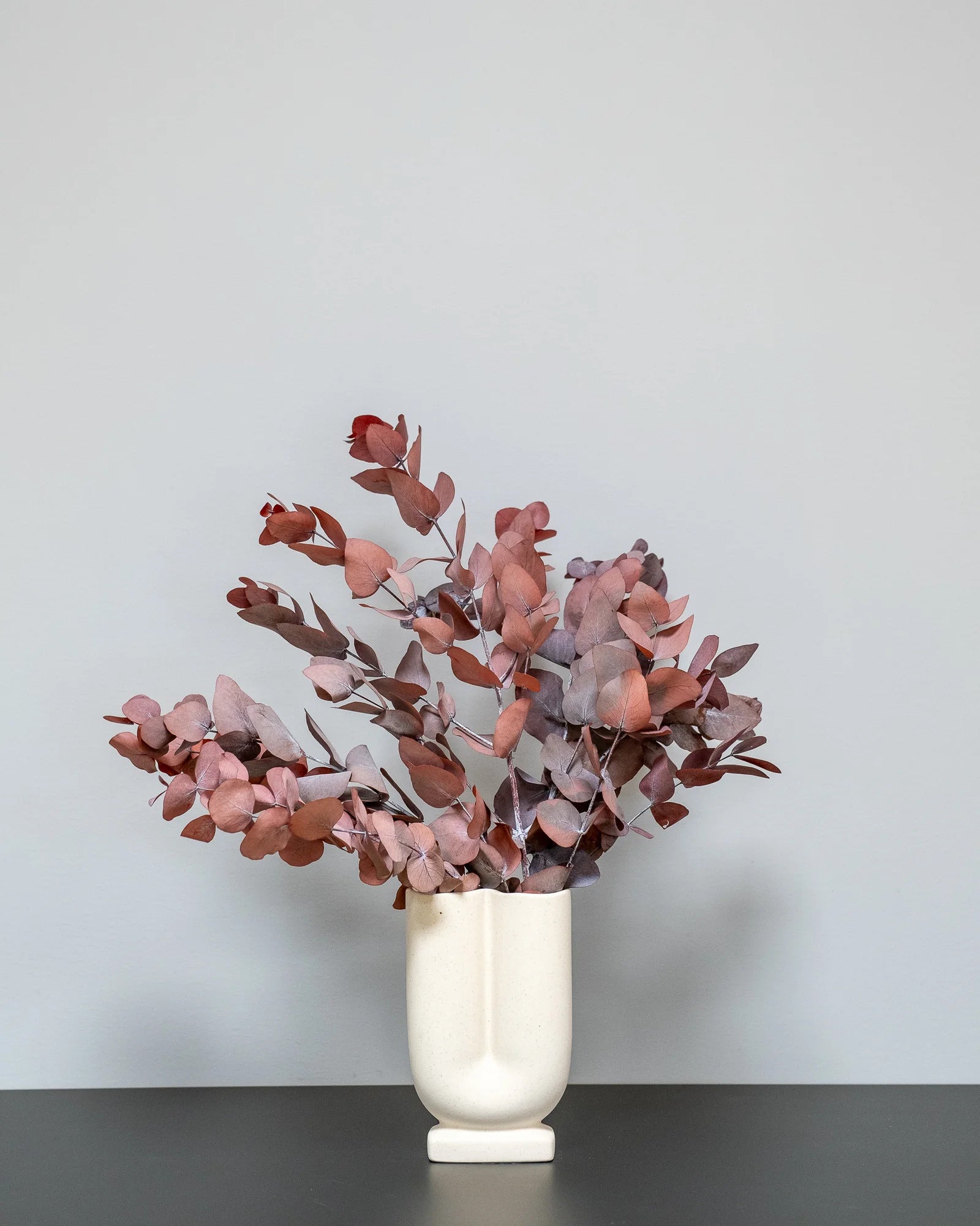 Eucalyptus Cinerea för växtinredning och arrangemang