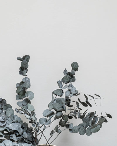Konserverad växt med detaljer från Eucalyptus Cinerea