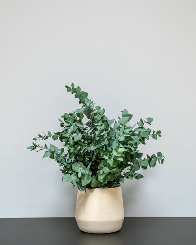 Konserverad Eucalyptus Stuartiana krukväxt för styling av entré, kontor eller butik