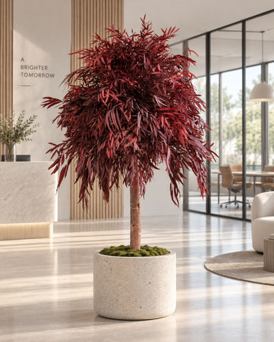 Preserved Eucalyptus Tree Nicoli – Crown