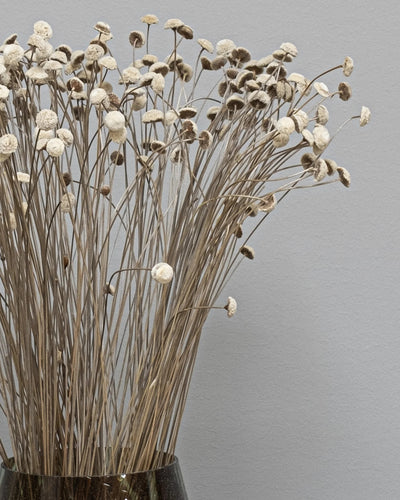 Botao – torkade blommor 40–50 cm i Vit