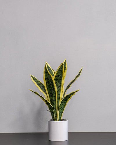 Konstgjord Sansevieria i keramikkruka – 40 cm som dekorativ produkt för hem och inredning