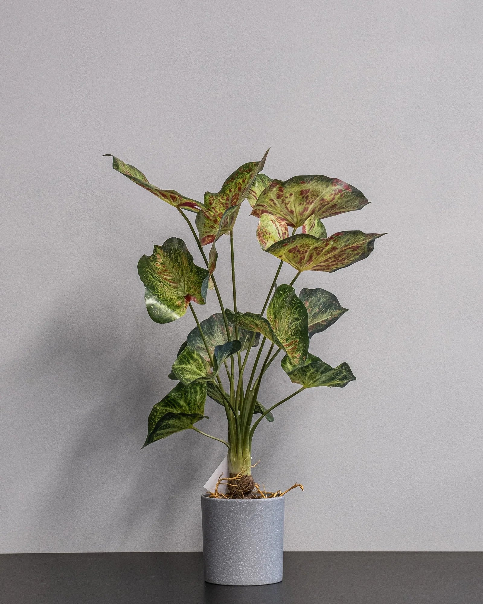 Konstgjord Caladium krukväxt – 60 cm – konstgjord växt från Forever Flora