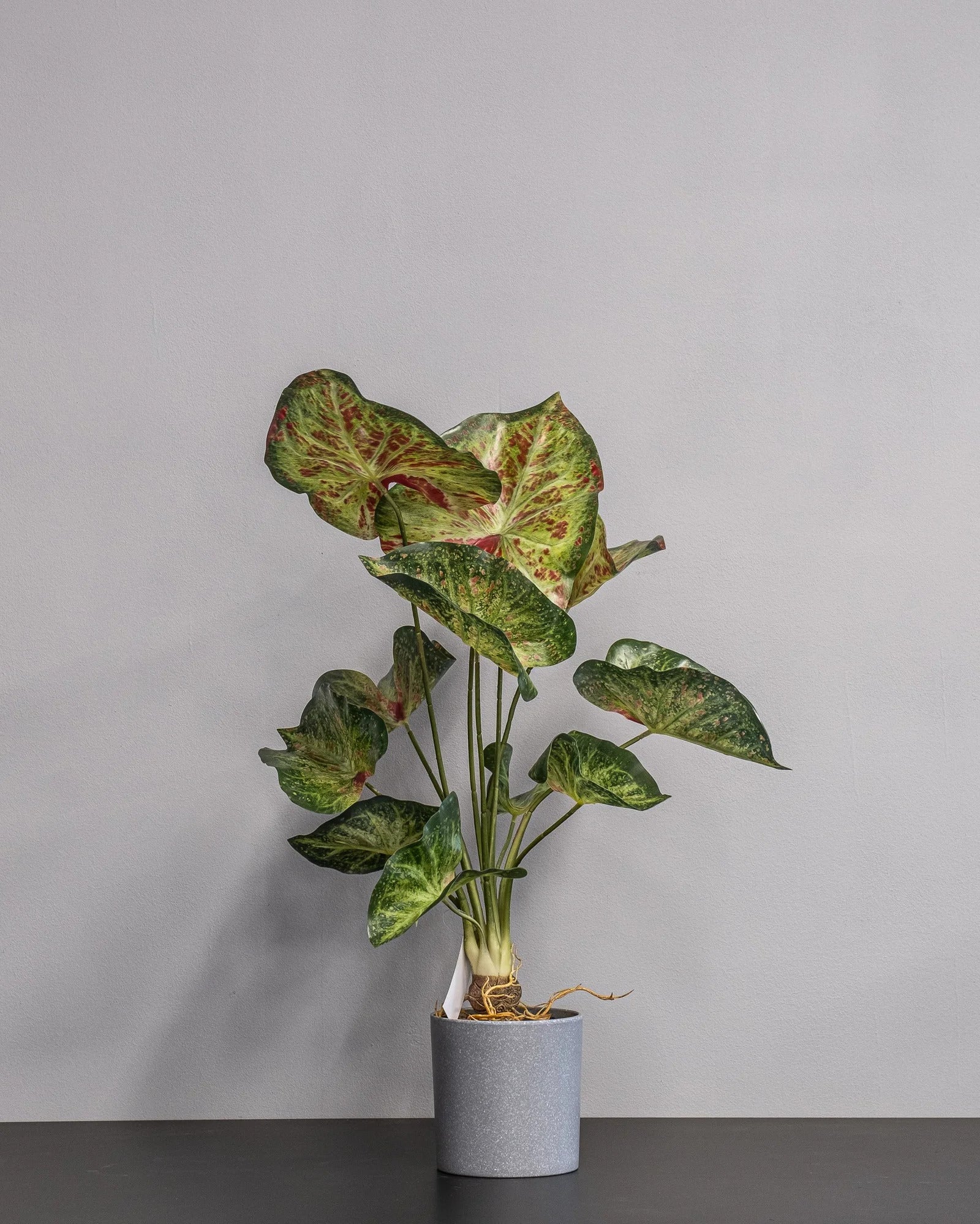 Närbild på detaljerna i Konstgjord Caladium krukväxt – 60 cm