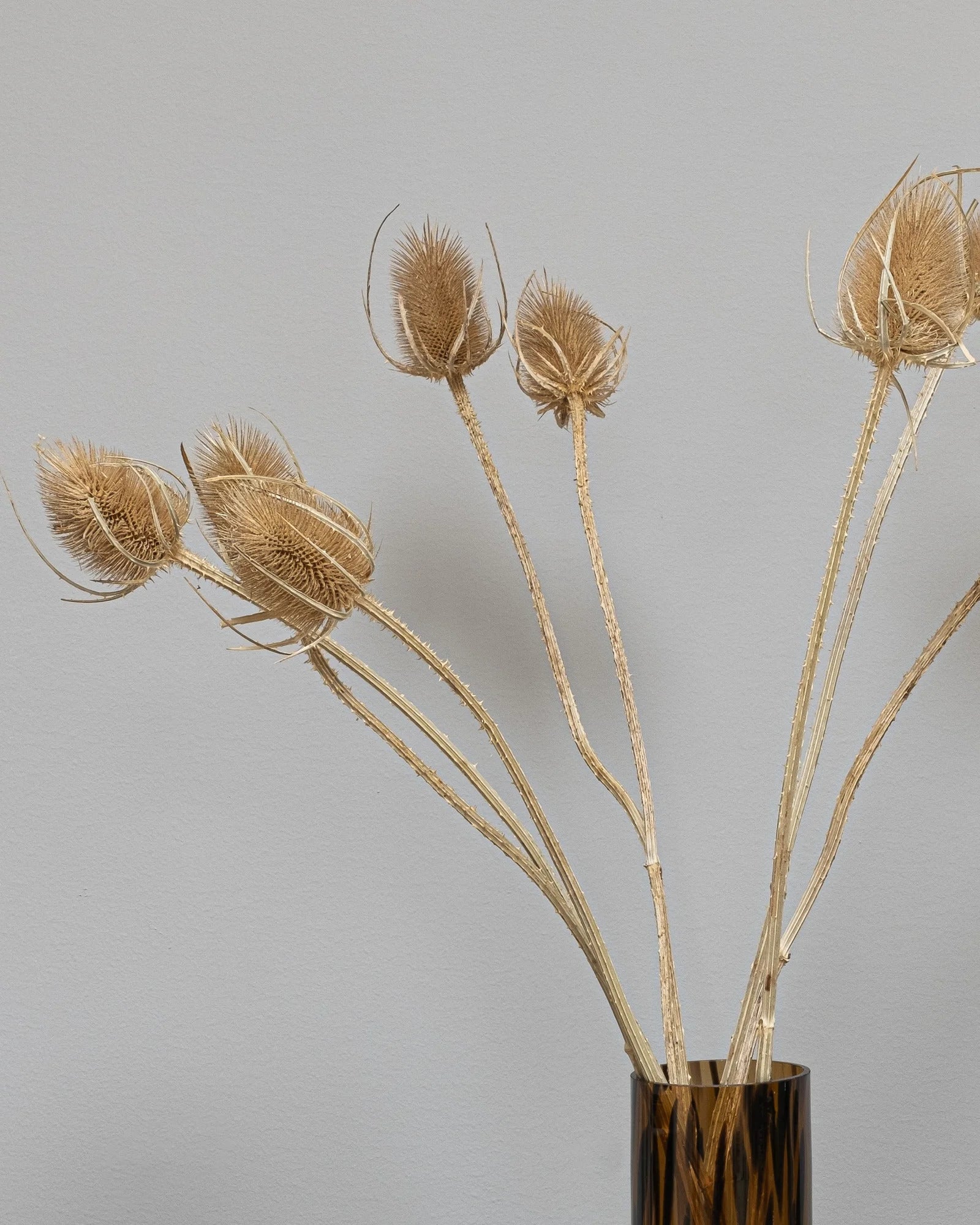 Närbild på torkade blommor i Cardoon Thistle