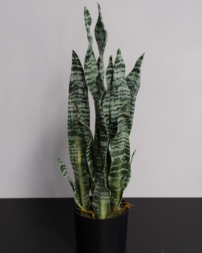 Detaljbild av Konstgjord Sansevieria zeylanica i plastkruka – 60 cm
