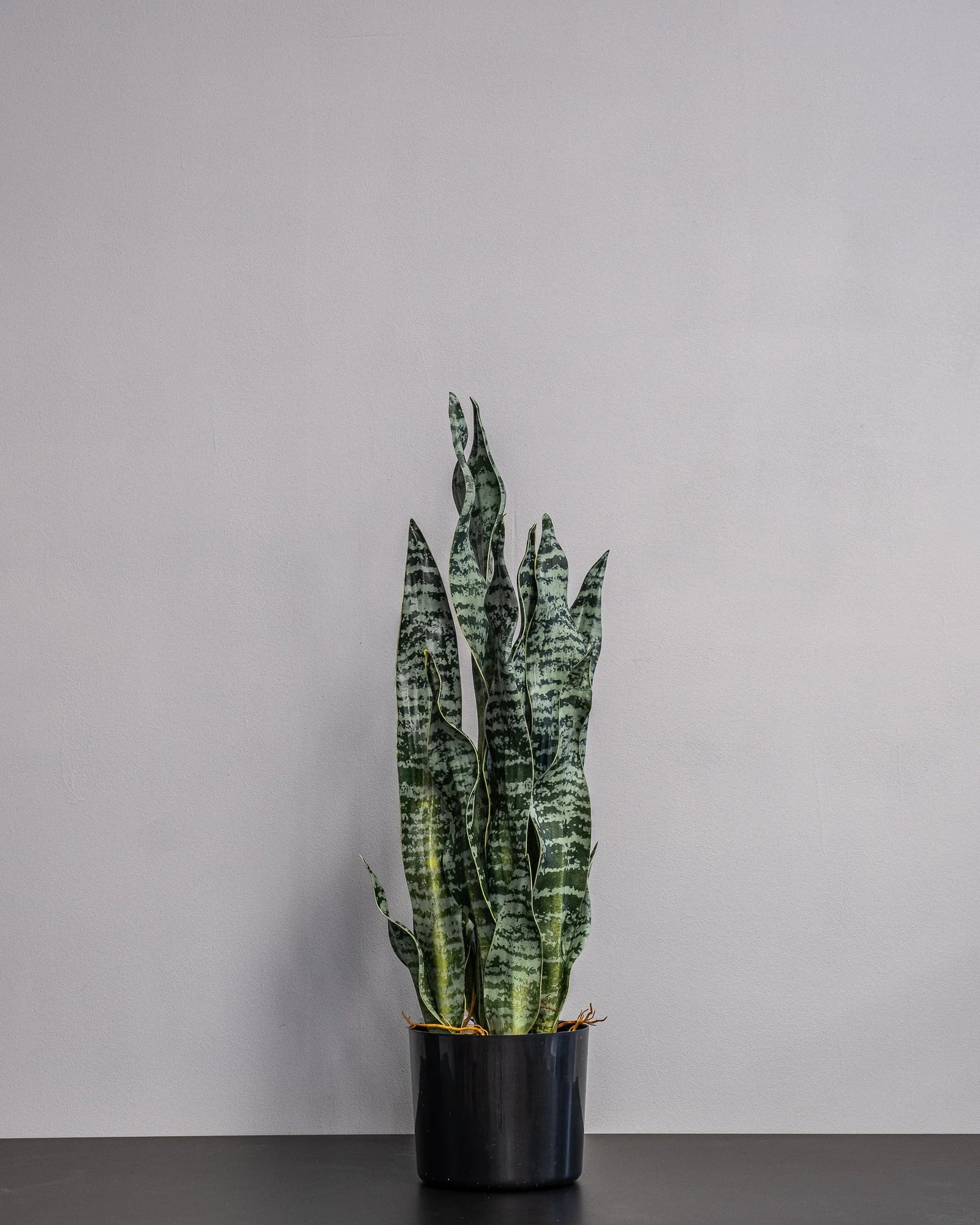 Konstgjord Sansevieria zeylanica i plastkruka – 60 cm – konstgjord växt från Forever Flora