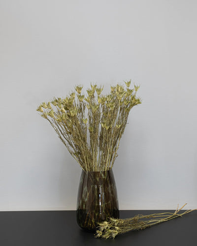 Torkad Nigella Orientalis i Rosa